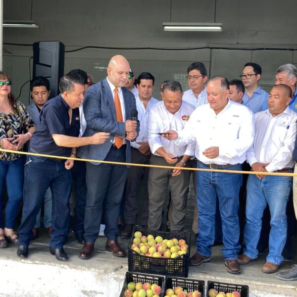 Guatemala realiza la primera exportación de melocotones de la variedad Salcajá con destino al sur de México