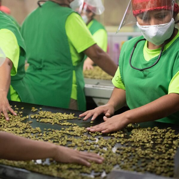 La exquisita producción del cardamomo al mercado internacional gracias a CARDEX