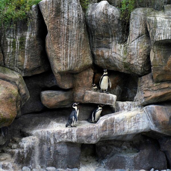 Omnilife apoya la conservación de los pingüinos en el Zoo La Aurora