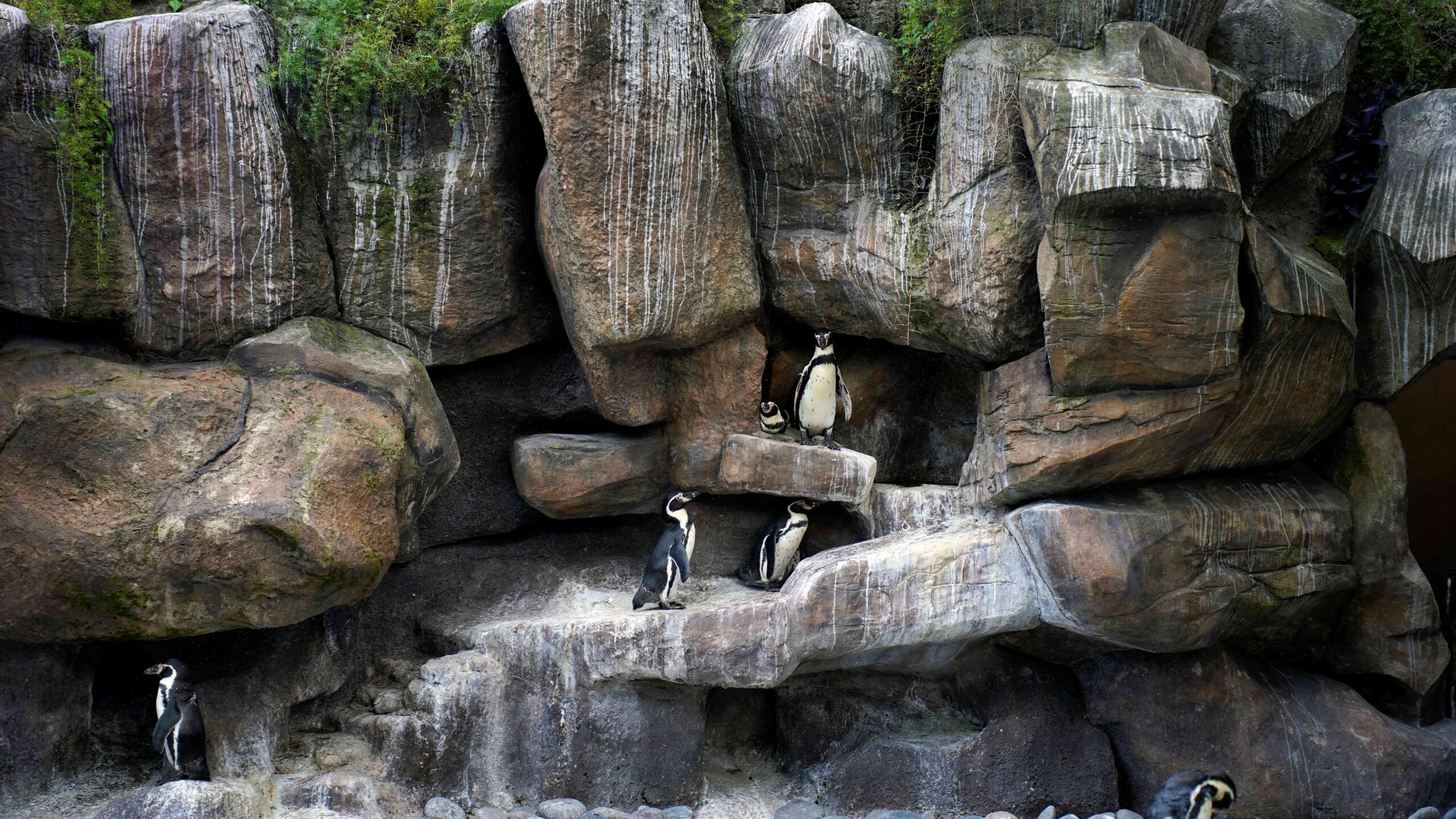 Omnilife apoya la conservación de los pingüinos en el Zoo La Aurora