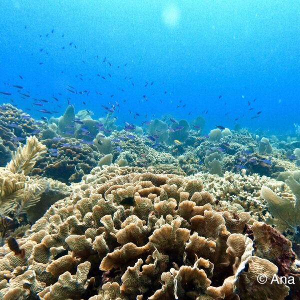 Buenas noticias para el Arrecife Mesoamericano: una mejora en su salud tras cinco años