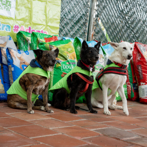 Nestlé Purina dona 38 toneladas de alimento para perros y gatos en albergues de Guatemala