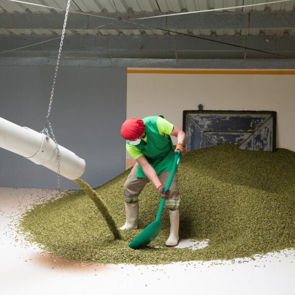 El cardamomo, una de las especias más valiosa a nivel mundial