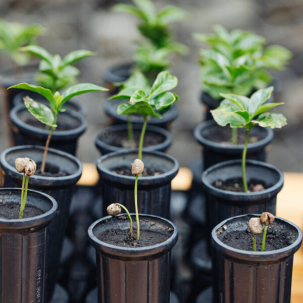 Starbucks llega a 100 millones de árboles de café donados a agricultores para apoyar el futuro del café