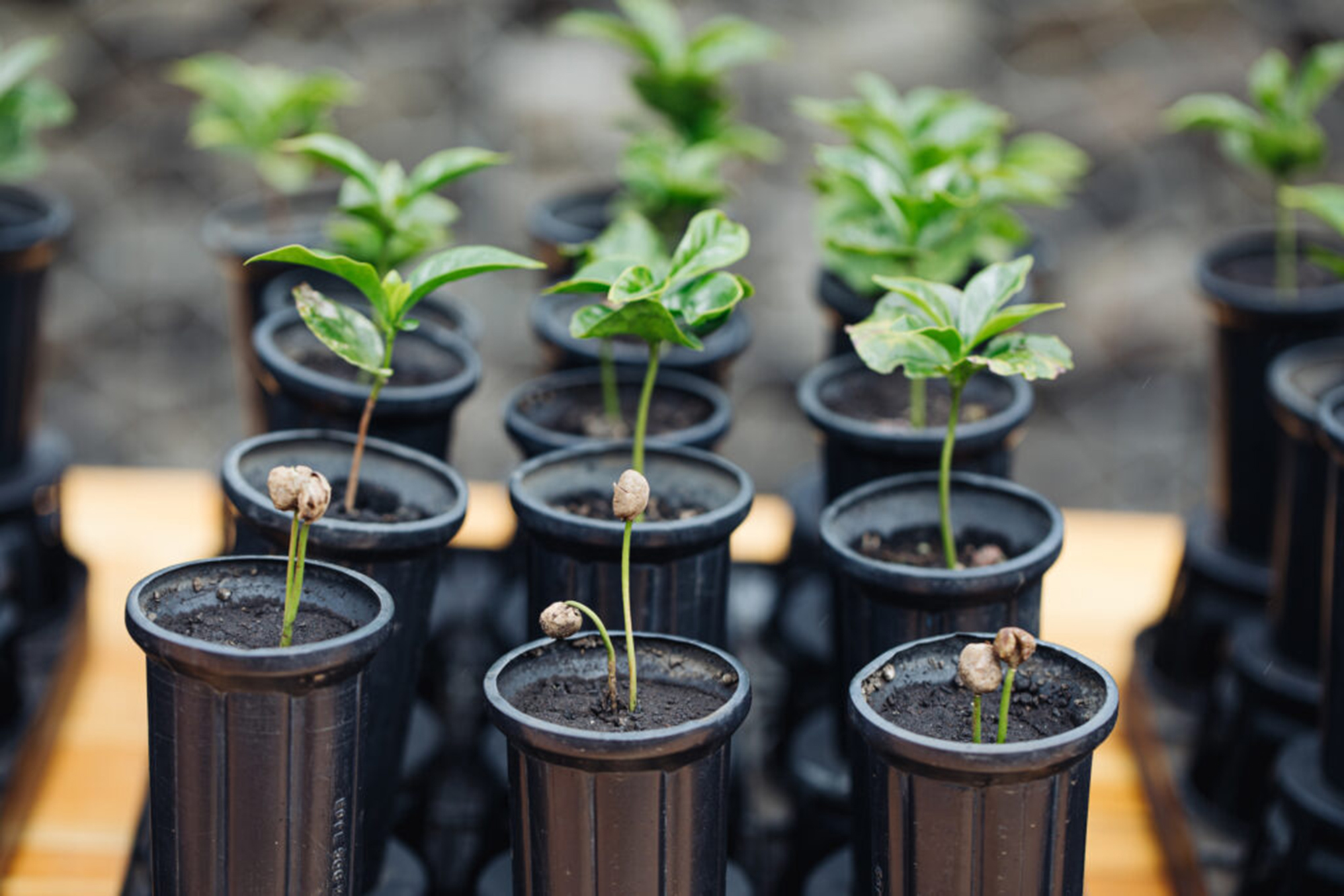 Starbucks llega a 100 millones de árboles de café donados a agricultores para apoyar el futuro del café