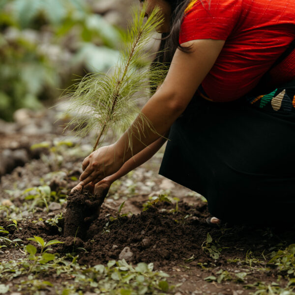 Ford abre convocatoria para Donativos Ambientales Ford 2026