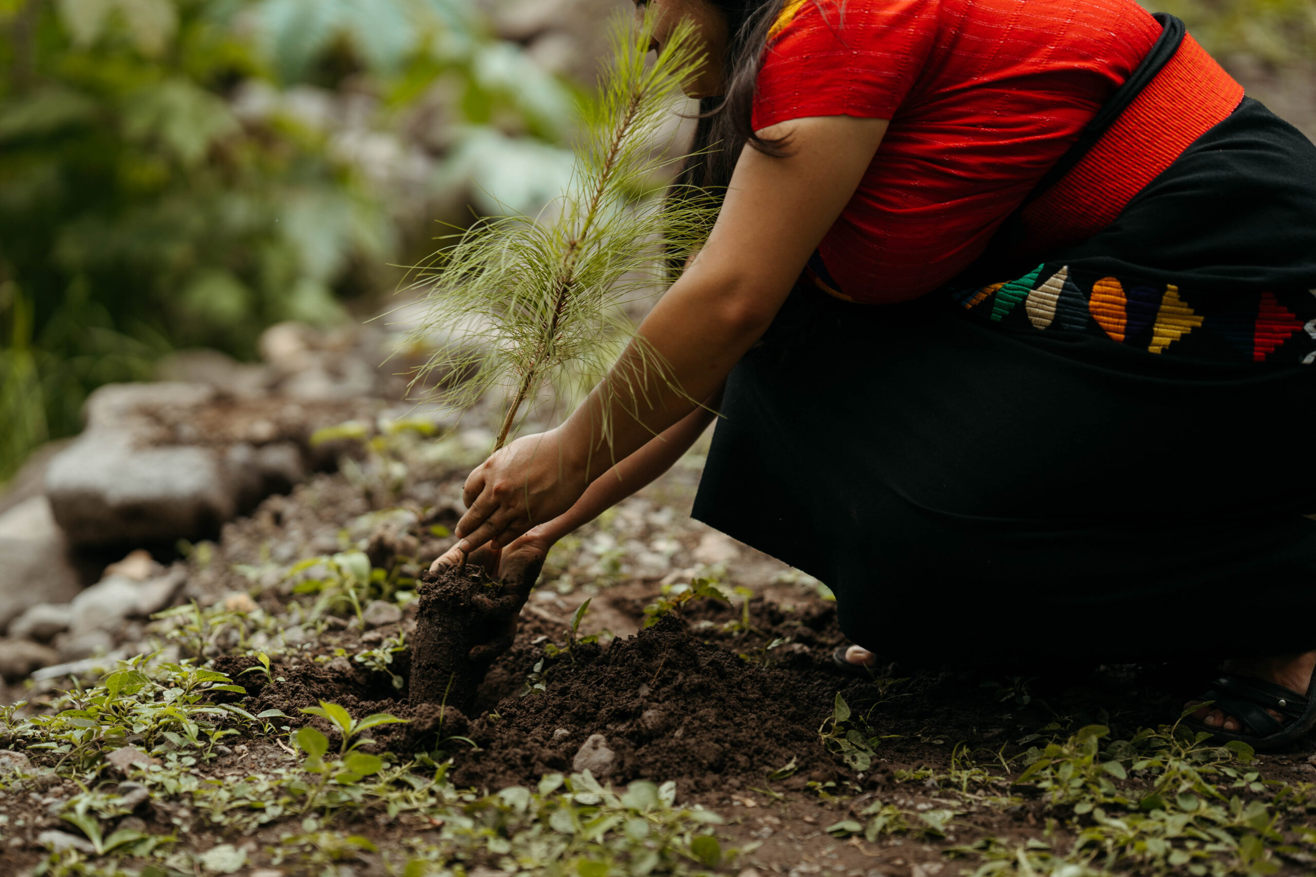 Ford abre convocatoria para Donativos Ambientales Ford 2026