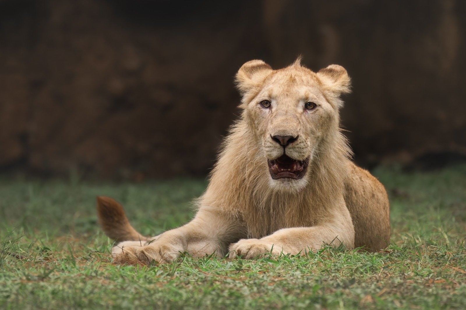 ¡Ven a conocer a los leones blancos y las nuevas experiencias del Zoológico La Aurora!